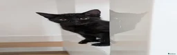 Domestic Shorthair cats for sale: Beautiful black kitten. in Falkirk - Advert 1