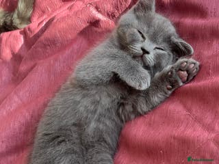 Scottish Fold cats Lovely Scottish blue fold kittens - Advert 15