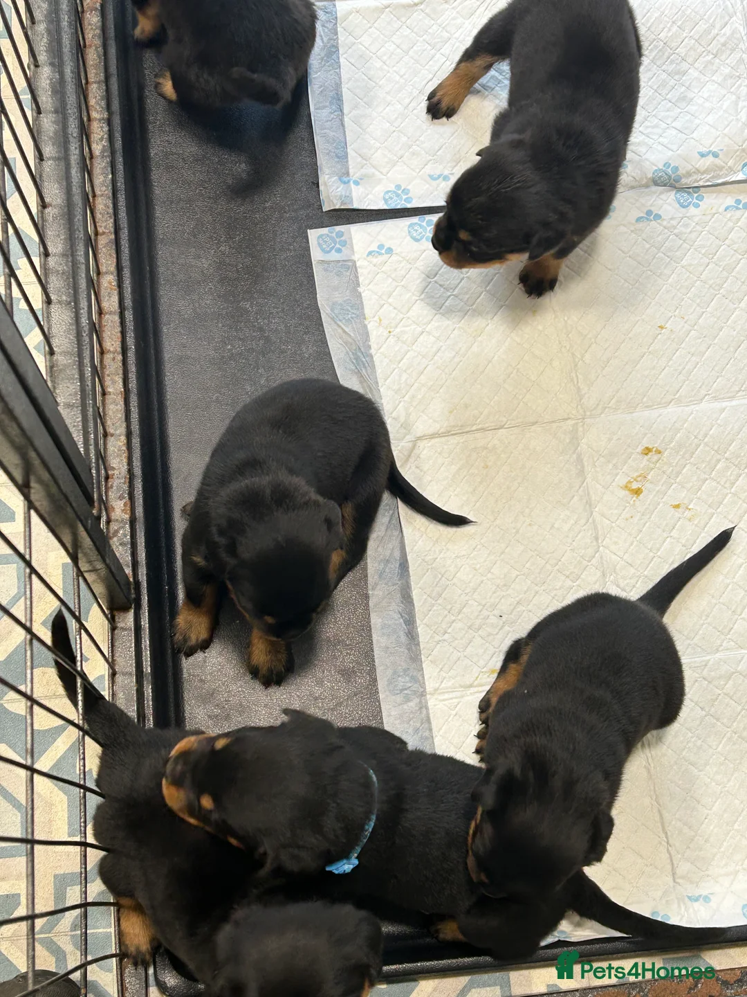 Rottweiler dogs for sale: Champion  bloodline Rottwiler Puppies  - Advert 21