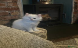 Siberian cats for sale: 😍 Siberian Neva Masquerade kittens 😍 - Image 26