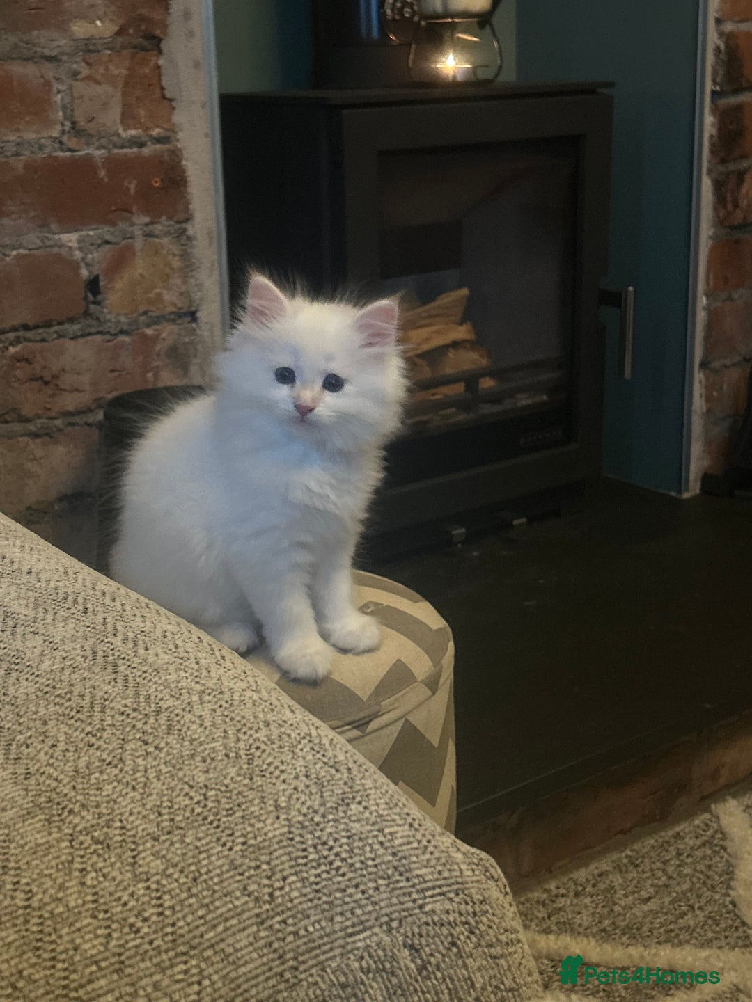 Siberian cats for sale: 😍 Siberian Neva Masquerade kittens 😍 - Image 26
