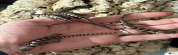 Skink reptiles for sale: Baby pink tongue skinks WOW AMAZING!! - Advert 7