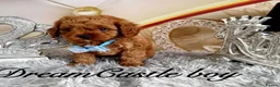 Cavapoo dogs for sale: Deep red Teddy Cavapoo ready now - Advert 15
