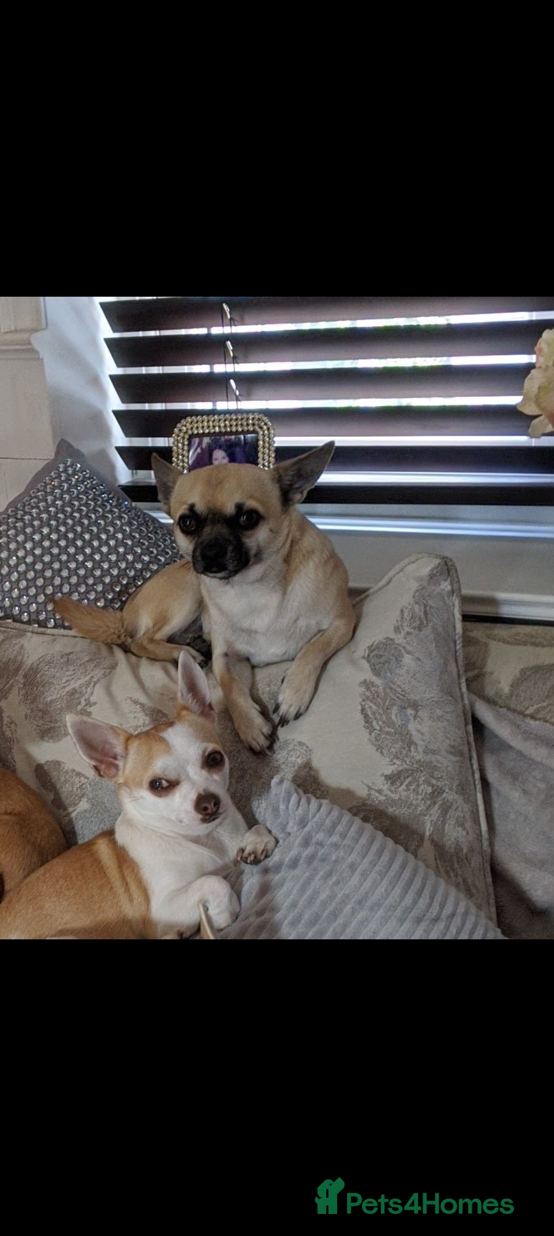 Chihuahua dogs for sale: Boy & girl chihuahua puppies  - Image 22