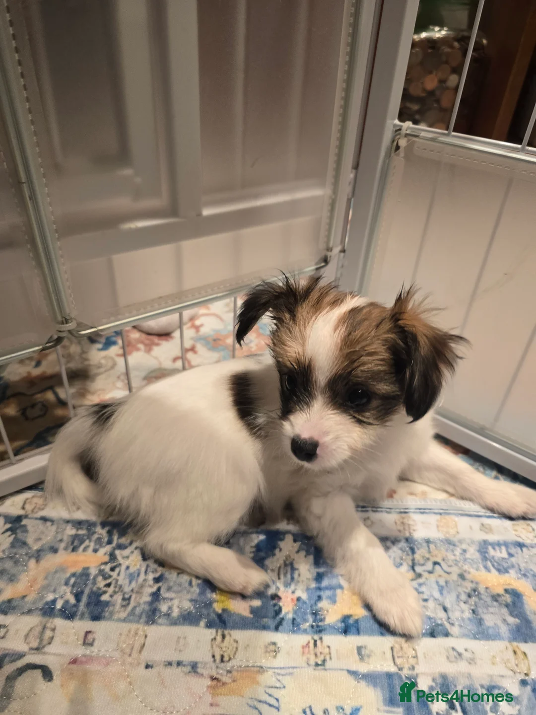 Papillon dogs for sale: ROYAL KENNEL CLUB registered,  DNA tested perents  - Advert 30