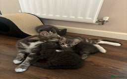 British Shorthair cats for sale: Adorable unique kittens- BSH dad X Ragdoll mum - Image 6