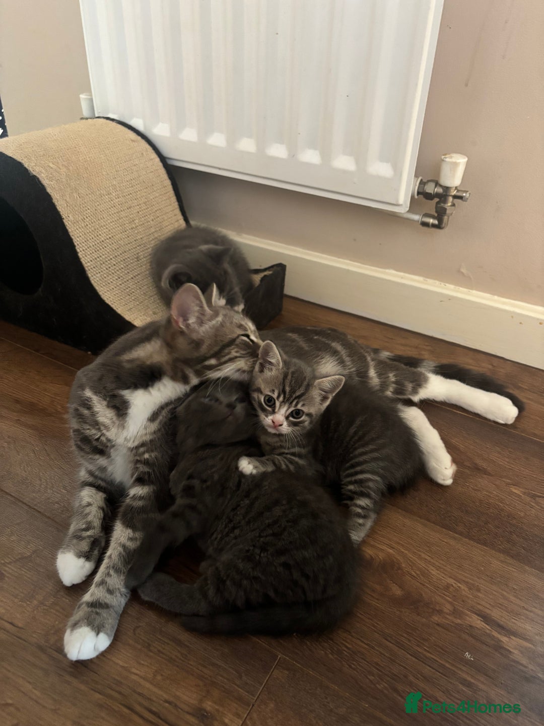 British Shorthair cats for sale: Adorable unique kittens- BSH dad X Ragdoll mum - Image 6