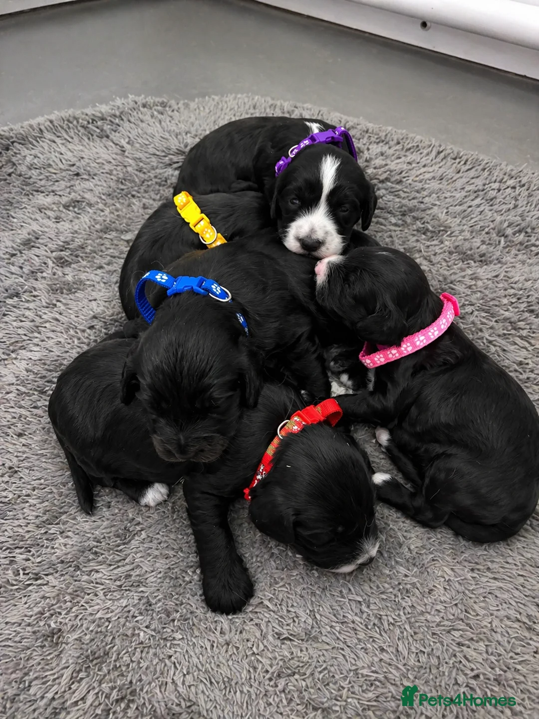 Cockapoo dogs for sale: 5 beautiful cockapoo pups  - Advert 5