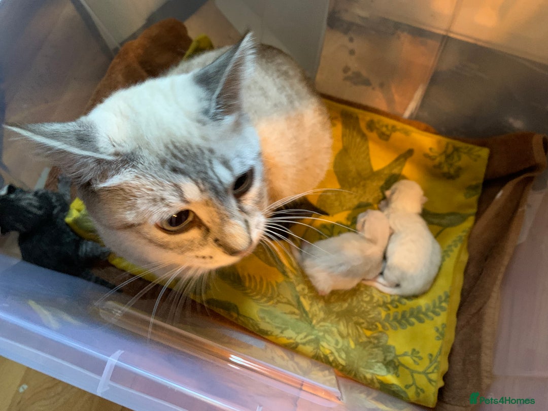 Siamese cats for sale: 🐾✨ White Siamese Maggir Became a Mum! ✨🐾 - Image 19