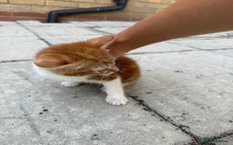 Mixed Breed cats for sale: loved and cared for kittens looking for new home🥹 - Image 21