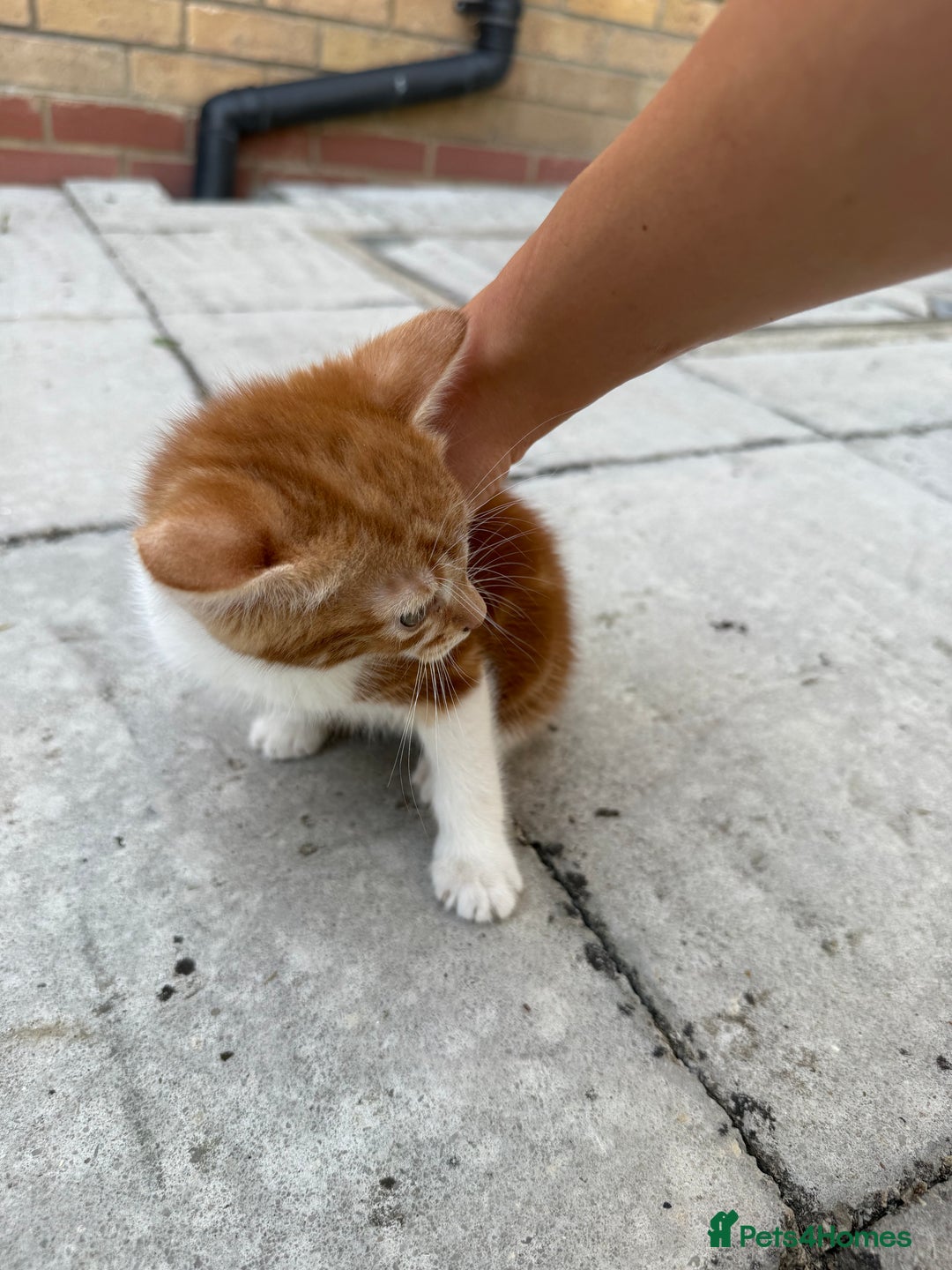 Mixed Breed cats for sale: loved and cared for kittens looking for new home🥹 - Image 21