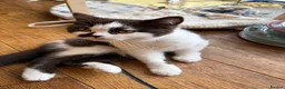 British Shorthair cats for sale: BHS Chocolate bicolour boy - Advert 3