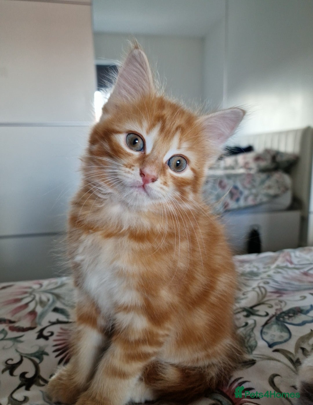 British Shorthair cats for sale: Half British Shorthair half fluffy  - Image 5