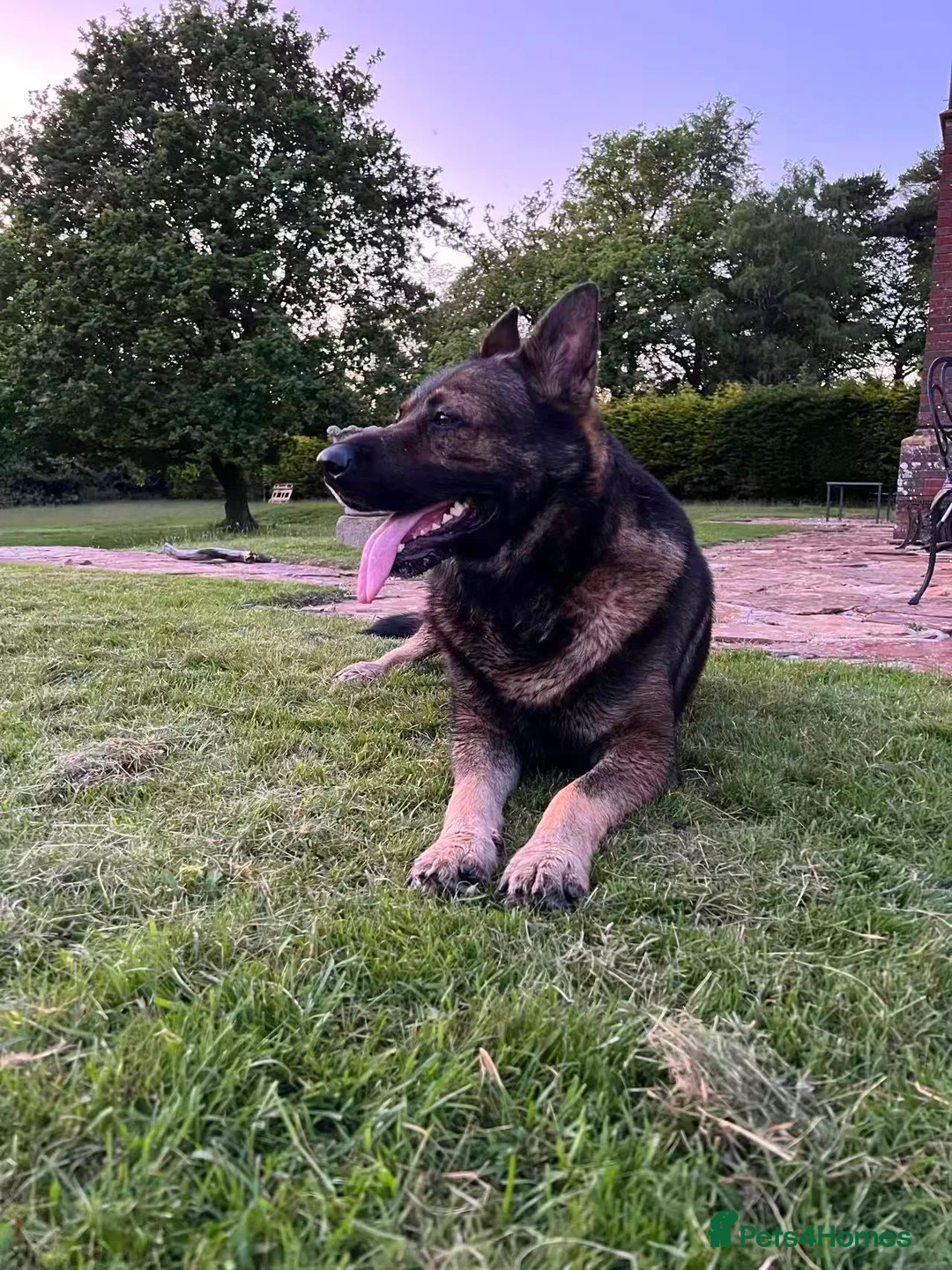 German Shepherd dogs for sale: DDR German Shepherd –Looking for a New Home in Horsham - Advert 2