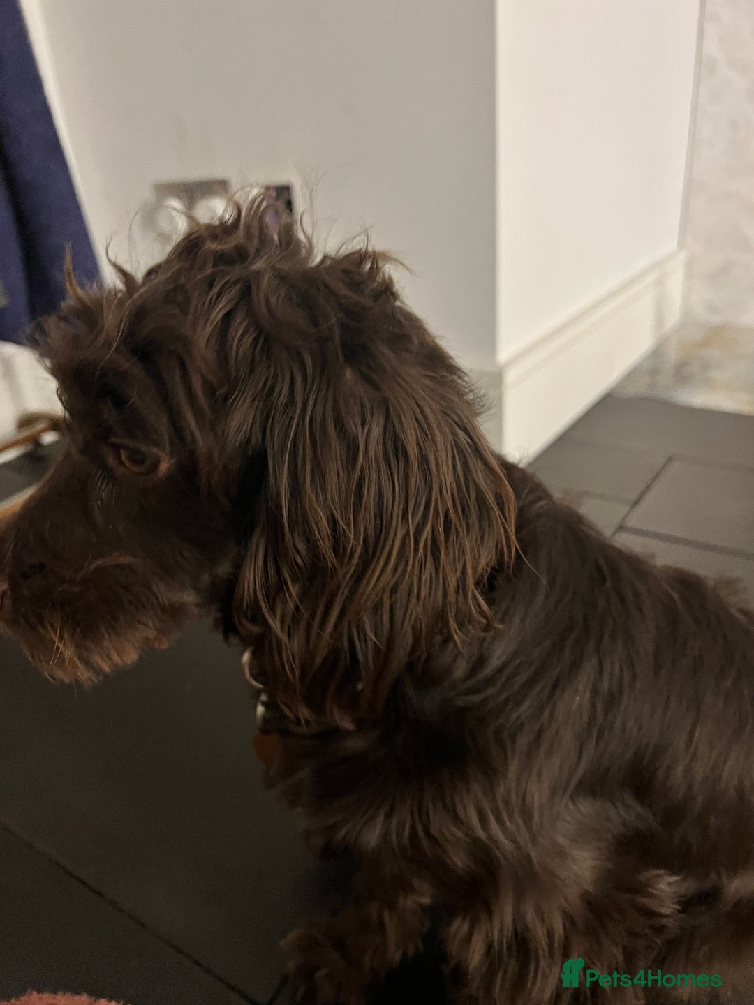 Cockapoo dogs for sale: Beautiful Cockapoo miniature (toy) black, tuxedo - Advert 3