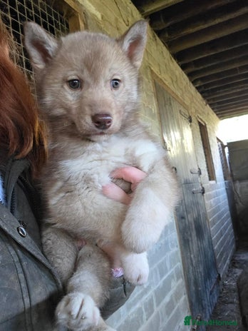 Siberian Husky dogs 🐾 Stunning RARE Colour Husky Puppies–Available 🐾 - Advert 1
