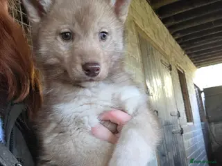 Siberian Husky dogs ** ❄️ RARE Husky Puppies Ready ❄️ ** - Advert 14