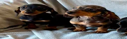 Miniature Dachshund dogs for sale: Beautiful Miniature Dachshund Puppies For Sale - Advert 3