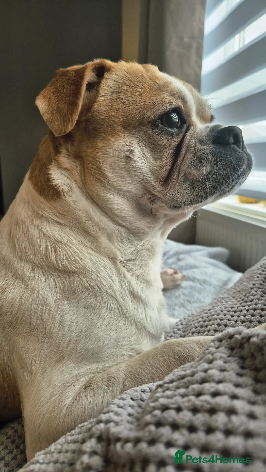 Jug dogs for sale: Looking for a loving home for Max 9 month old jug - Advert 2