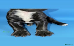 Cocker Spaniel dogs for sale: 🤎Show cocker spaniels🤎 - Image 5