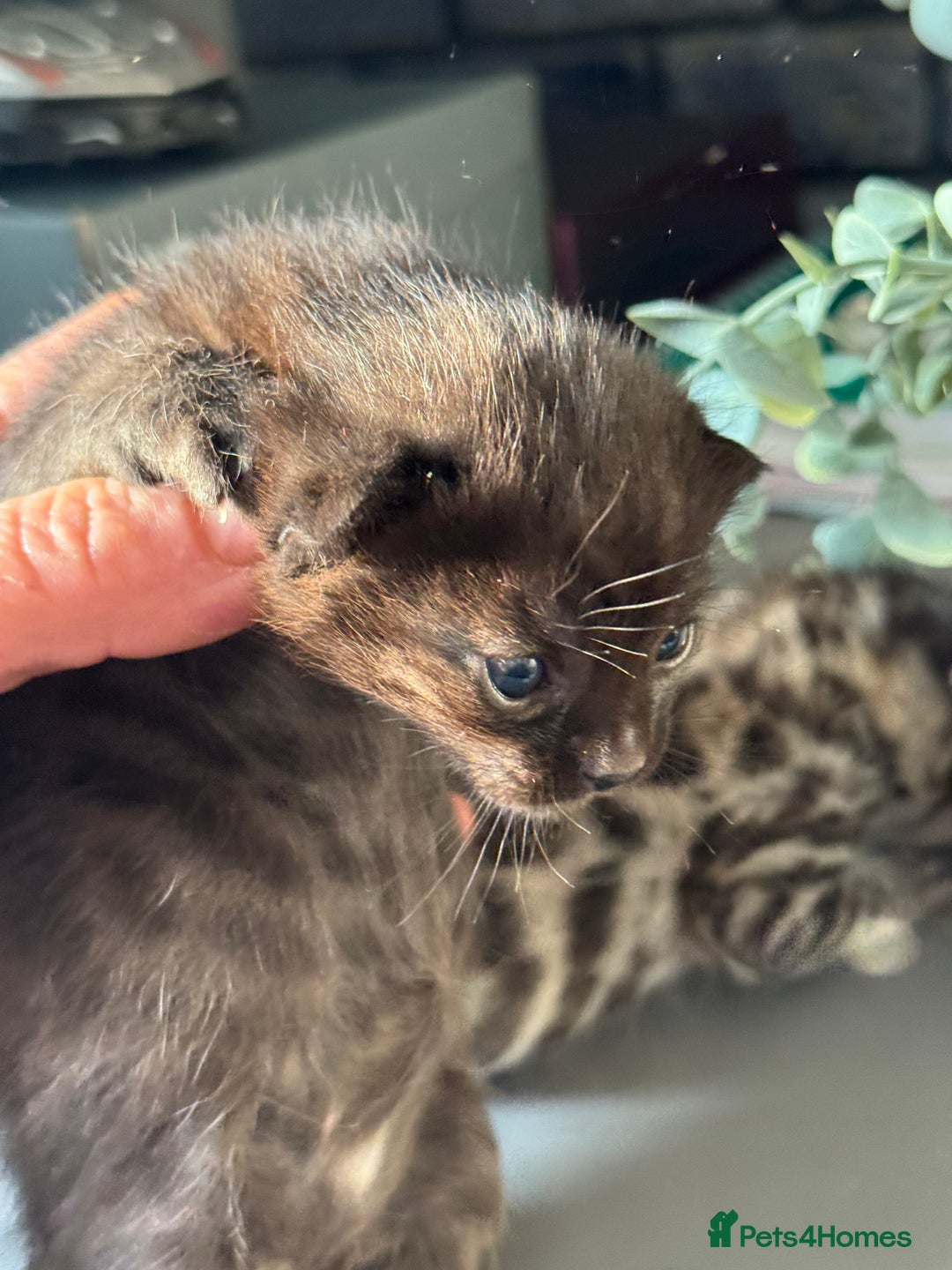 Bengal cats for sale: Bengal kittens  - Advert 6