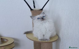 Ragdoll cats for sale: RAGDOLL KITTENS registered in Manchester - Image 7