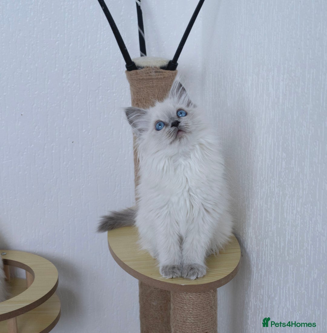 Ragdoll cats for sale: RAGDOLL KITTENS registered in Manchester - Image 7
