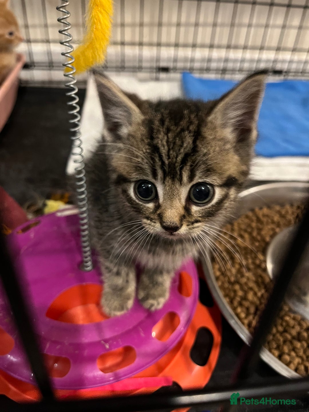 Mixed Breed cats for sale: 5 microchipped 8 week old kittens - Advert 5