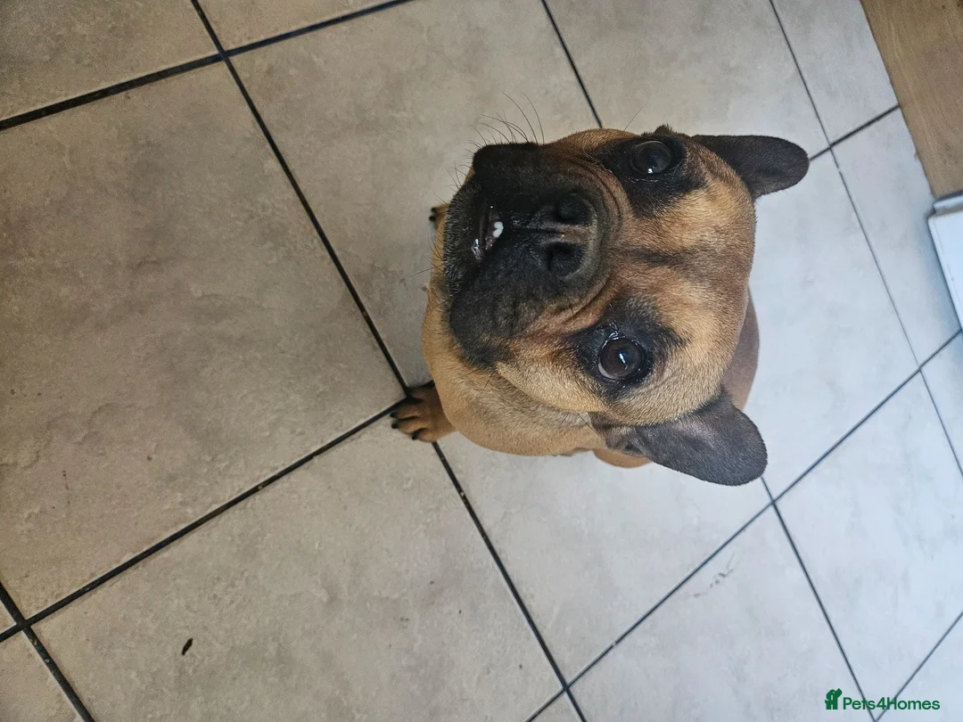 French Bulldog dogs for sale: French bulldogs - Advert 2