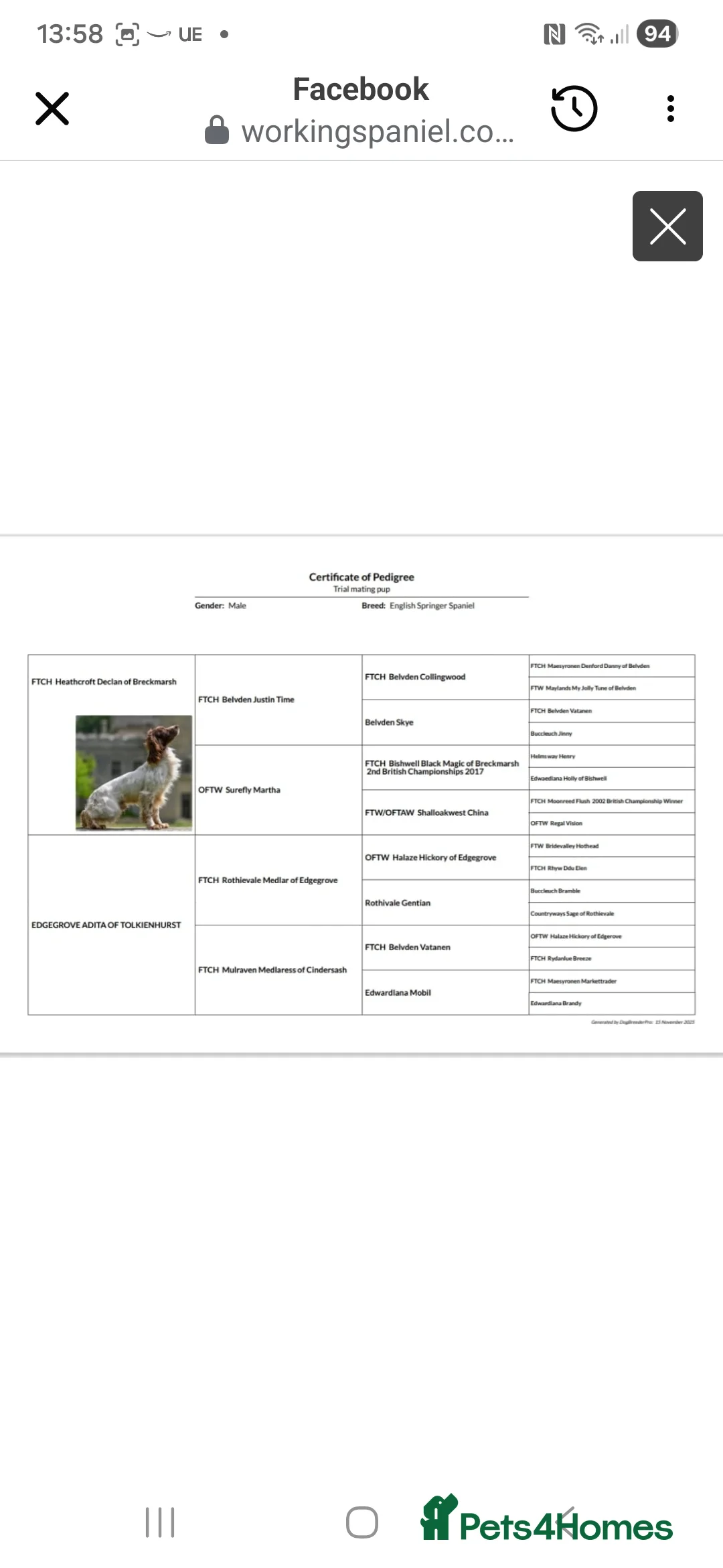 English Springer Spaniel dogs for sale:  Health tested Springer Spaniel puppies - Advert 11