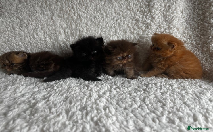 Persian cats - Advert 8