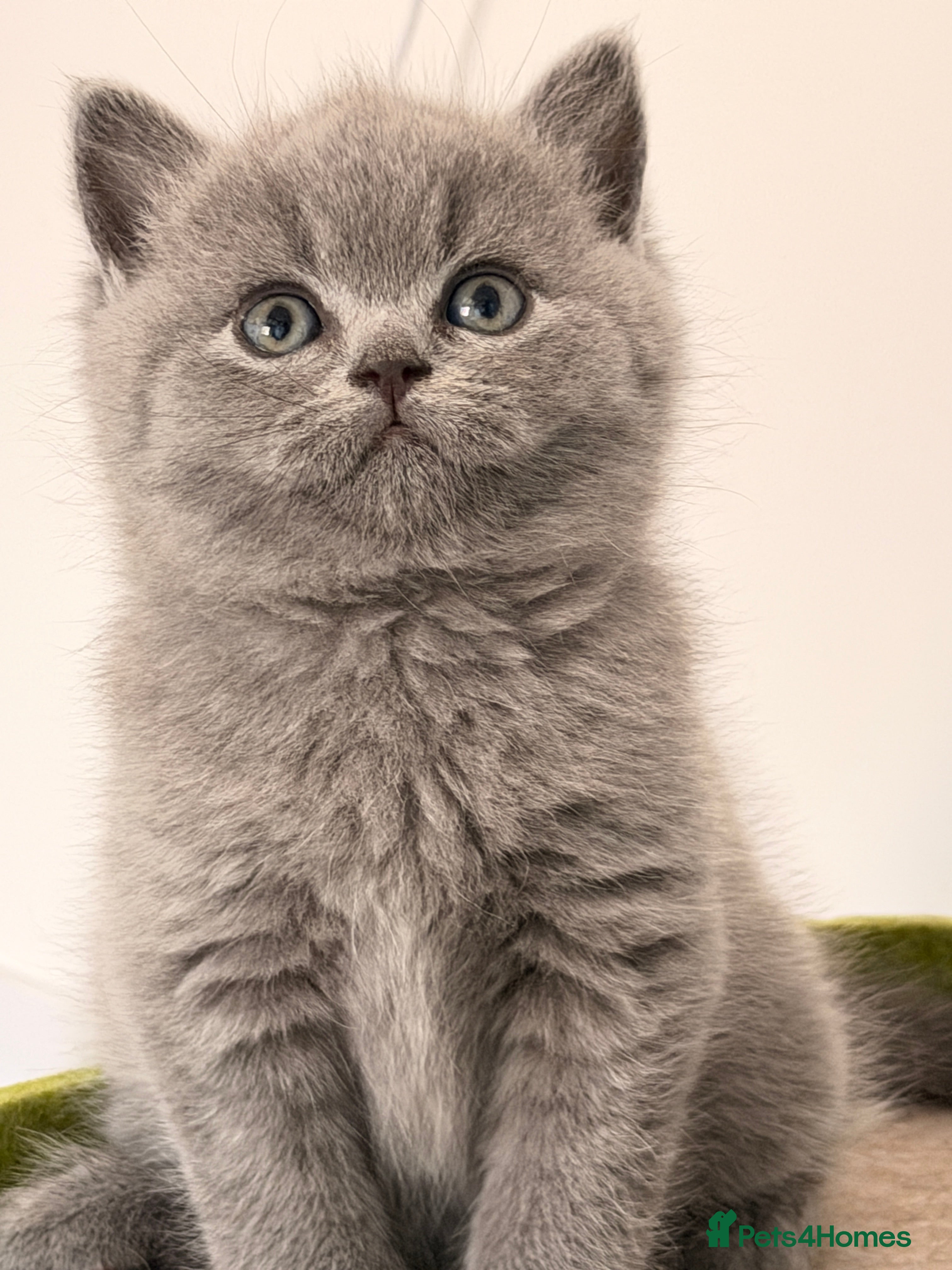 British Shorthair cats for sale: Blue BSH kittens excellent quality Tica reg - Advert 2