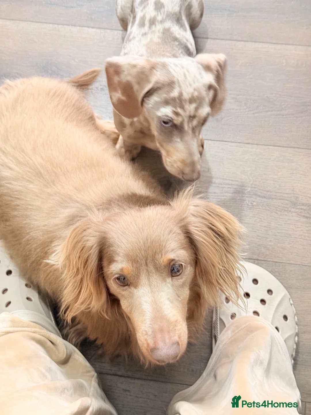 Miniature Dachshund dogs for sale: Mini dachshund  - Advert 2
