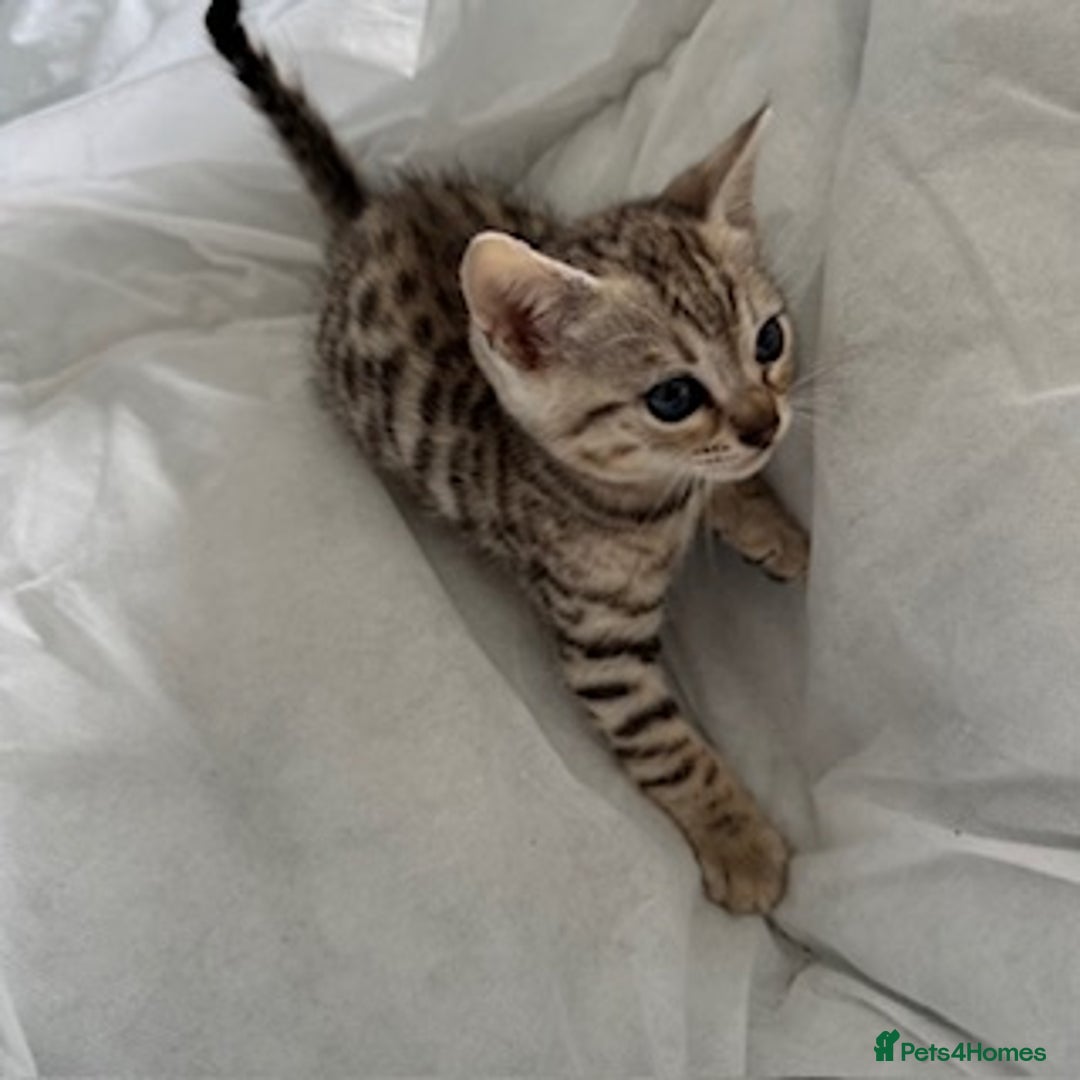 Bengal cats for sale: Gorgeous Bengal Babies - Image 33