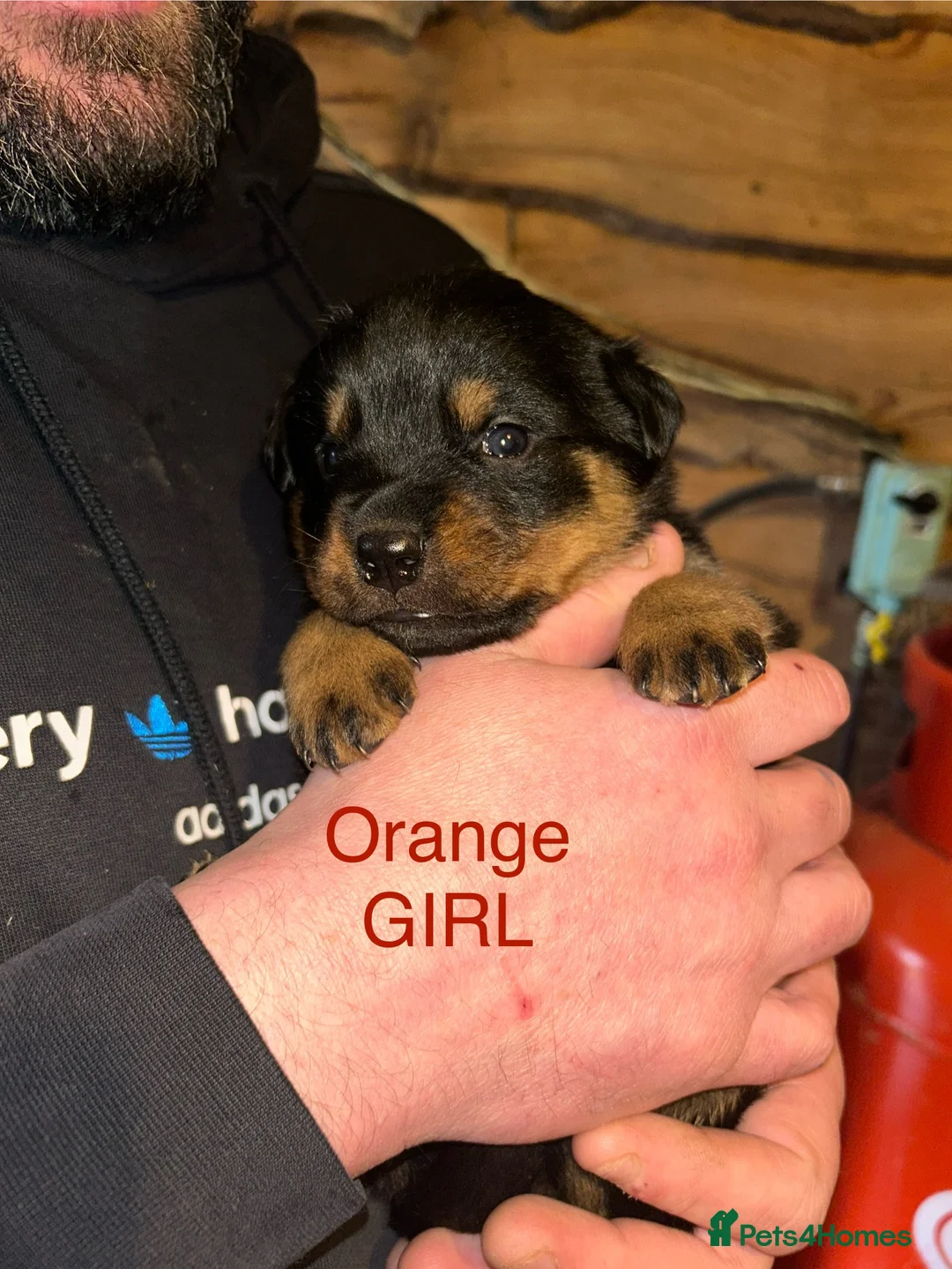 Rottweiler dogs for sale: CHUNKY BEAUTIFUL ROTTWEILERS   - Advert 12