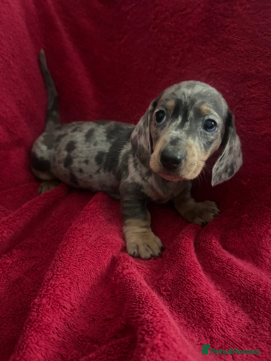 Miniature Dachshund dogs for sale: miniature dachshund puppies - Advert 30