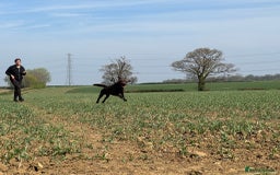 Labrador Retriever dogs for stud: Proven KC Reg Labrador health tested stud in Olney - Image 12