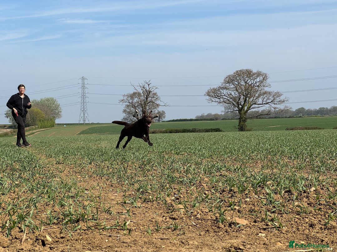Labrador Retriever dogs for stud: Proven KC Reg Labrador health tested stud in Olney - Image 12