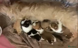 Mixed Breed dogs for sale: Looking for a loving home for our girl - Image 7