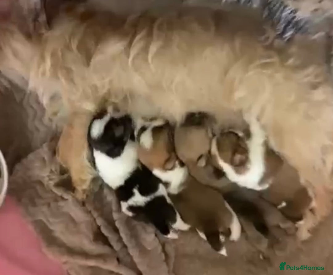 Mixed Breed dogs for sale: Looking for a loving home for our girl - Image 7