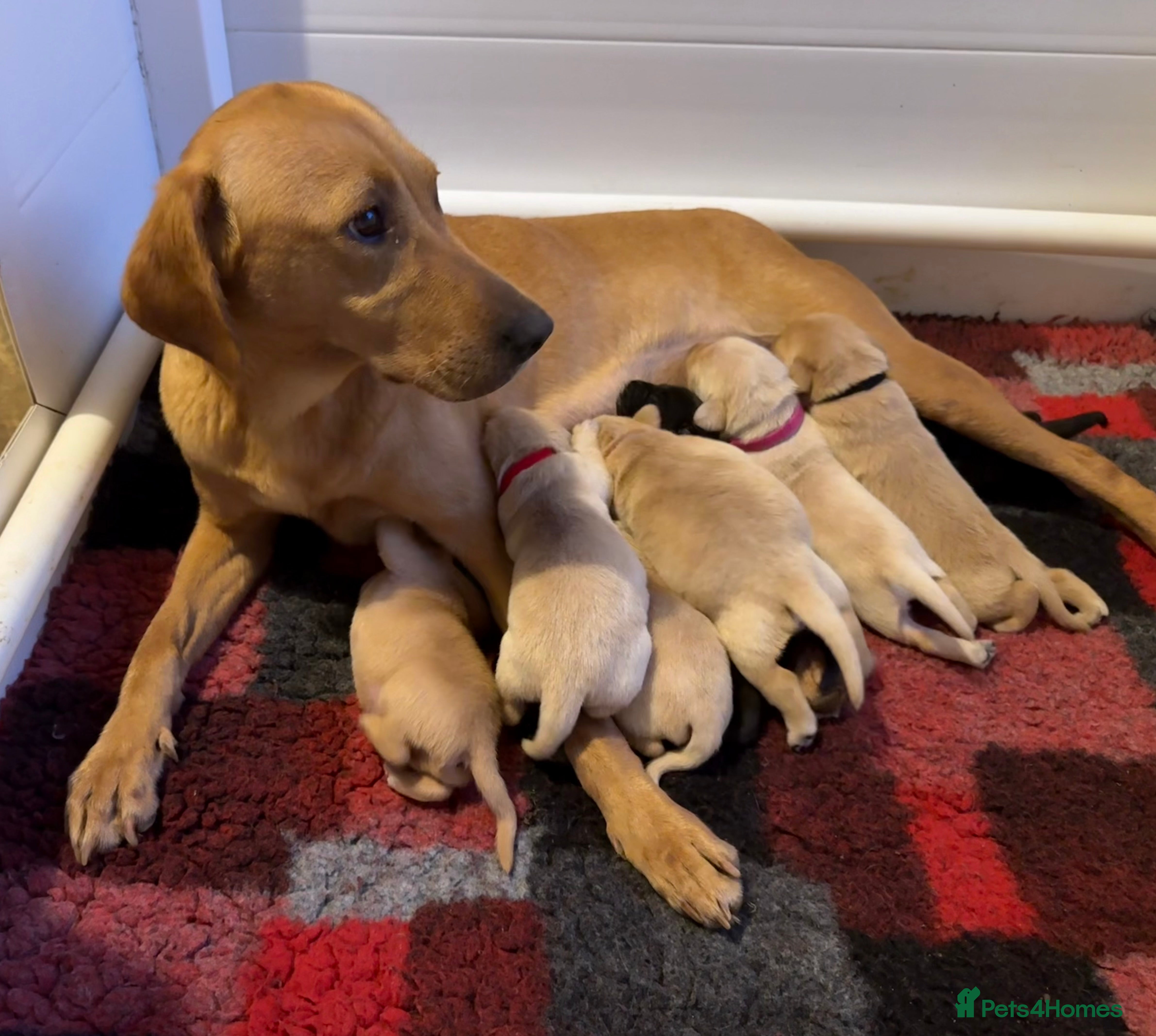 Labrador Retriever dogs 6 MONTH OLD FEMALE YELLOW LABRADOR - Advert 2