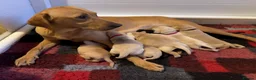 Labrador Retriever dogs for sale: 6 MONTH OLD FEMALE YELLOW LABRADOR - Advert 2