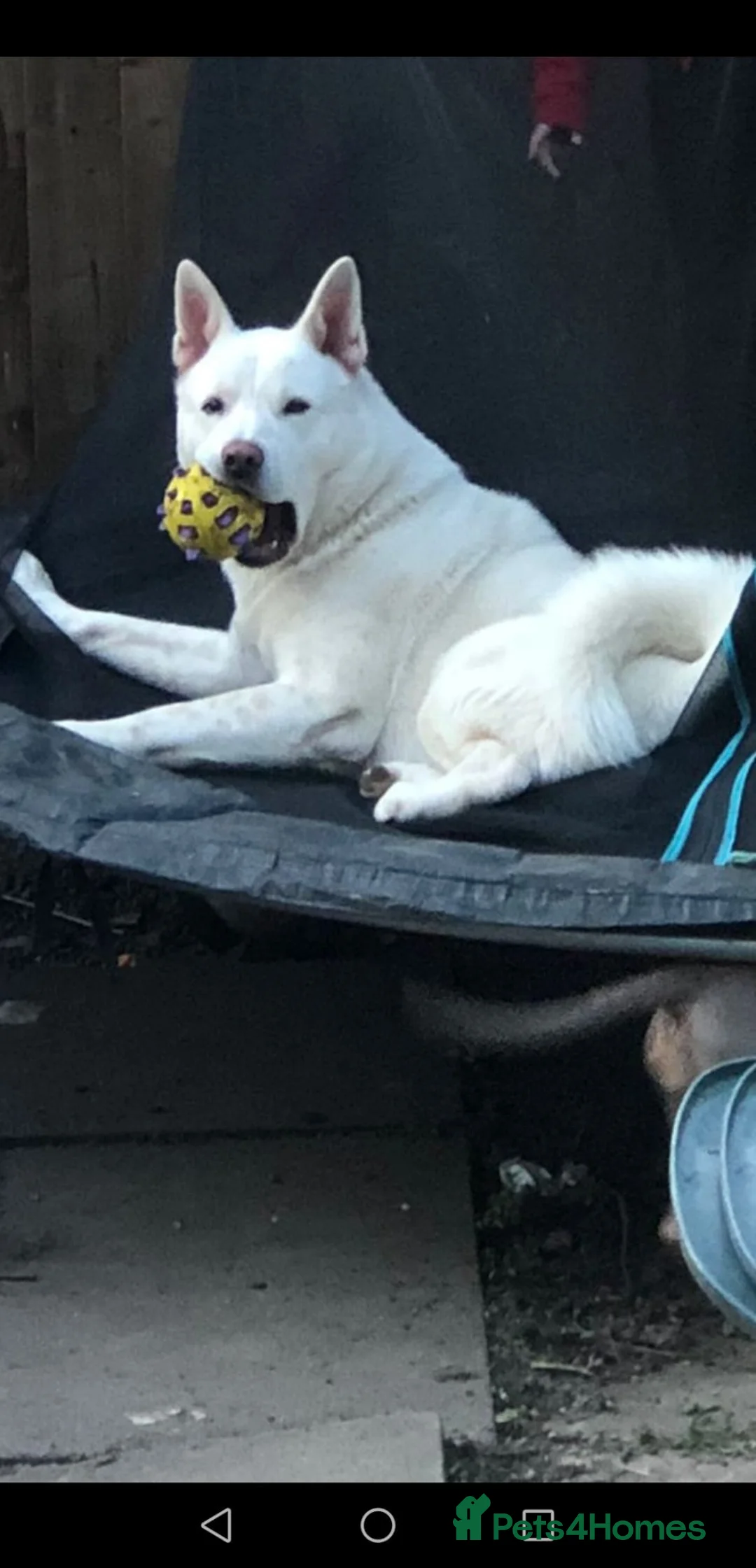 Akita dogs for sale: Beautiful strong male Akita  - Advert 3