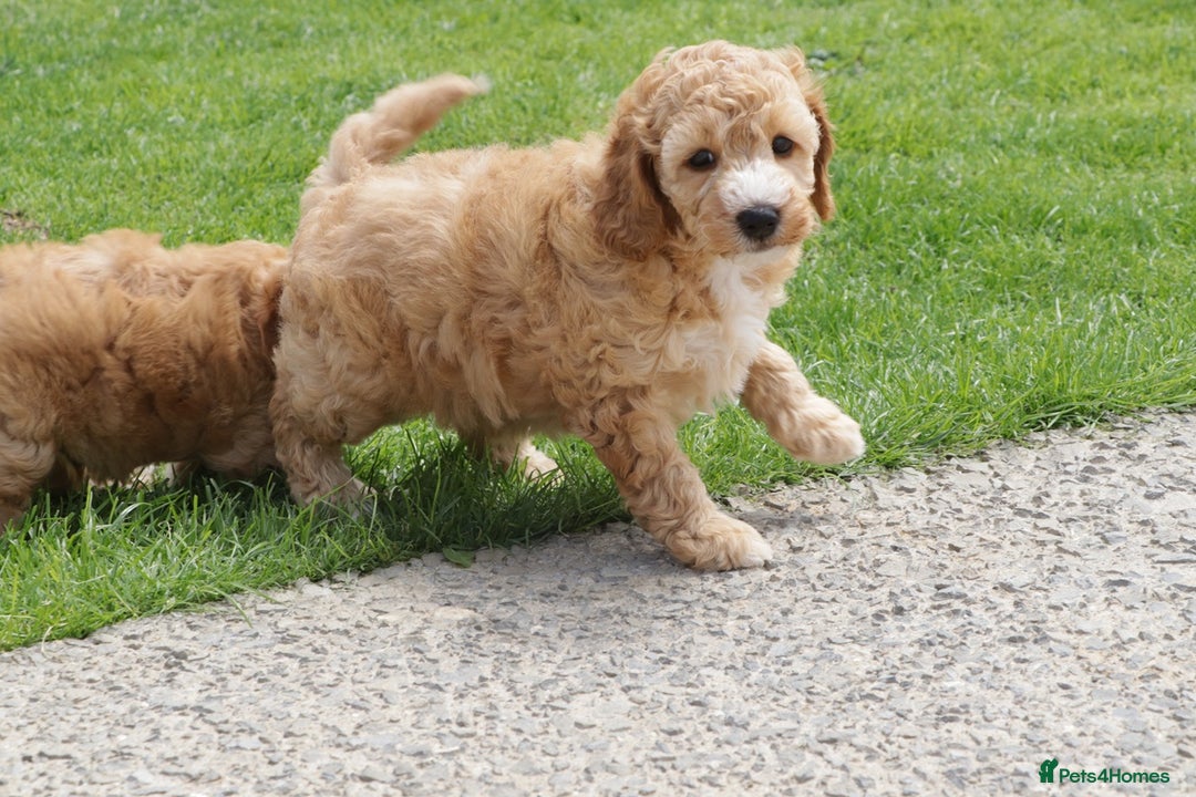 Cockapoo dogs for sale: Beautiful Cockapoo puppies for sale - Image 33