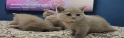 British Shorthair cats for sale:  *READY TO GO* beautiful British shorthair/ long - Advert 19