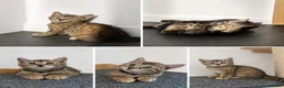 Bengal cats for sale: Bengal Kittens  - Advert 2