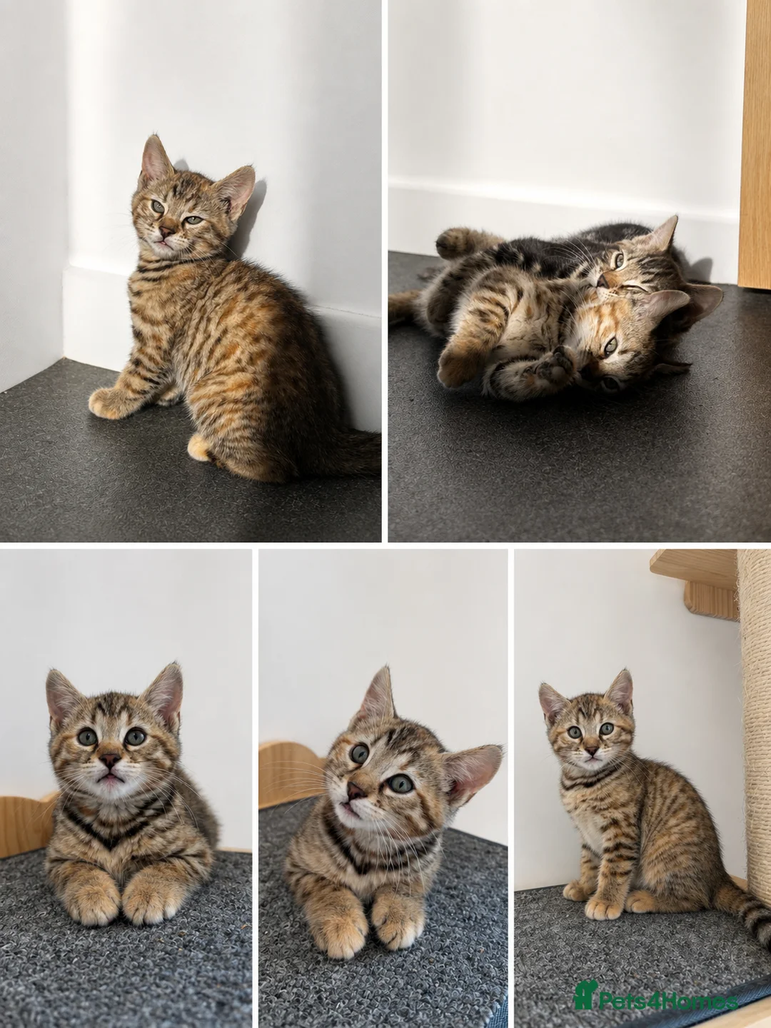 Bengal cats for sale: Bengal Kittens  - Advert 2