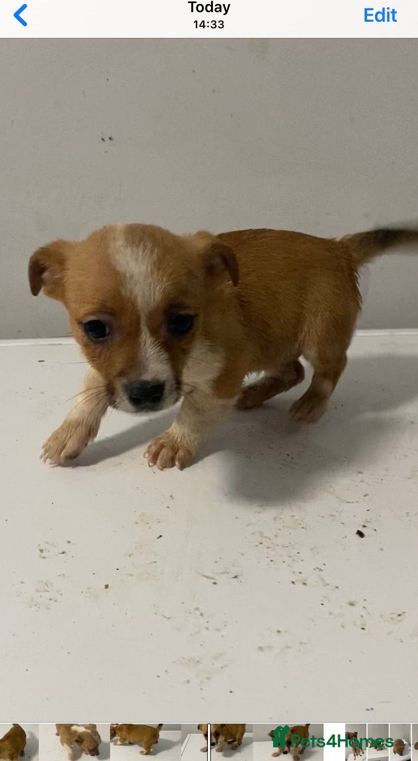 Jack Russell dogs for sale: Ready to leave - Advert 6
