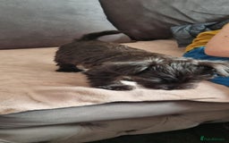 Mixed Breed dogs for sale: Yorkie/jack boy for sale  - Image 4