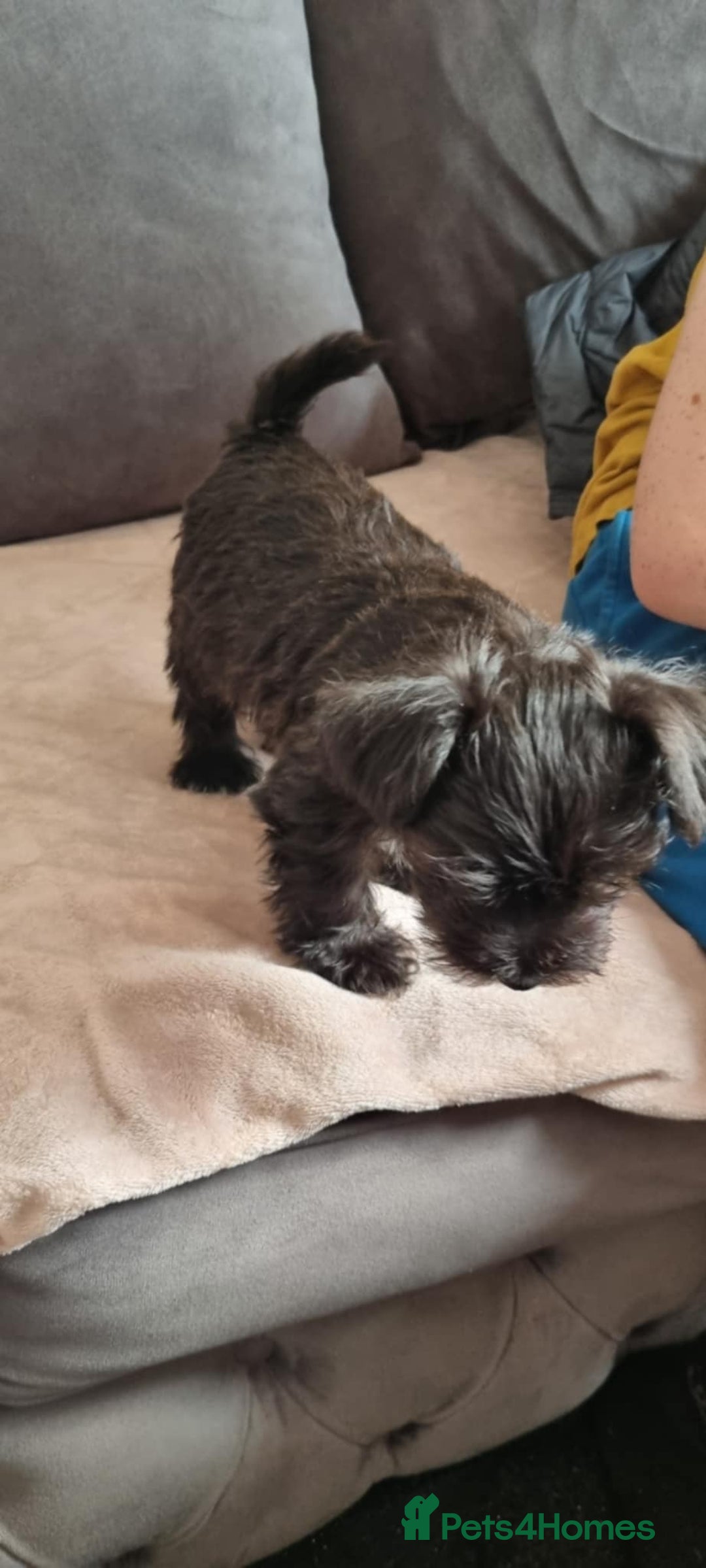Mixed Breed dogs for sale: Yorkie/jack boy for sale  - Image 4